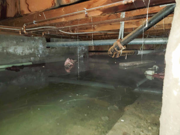  East Lake Orient Park, FL Water damage restoration Pros