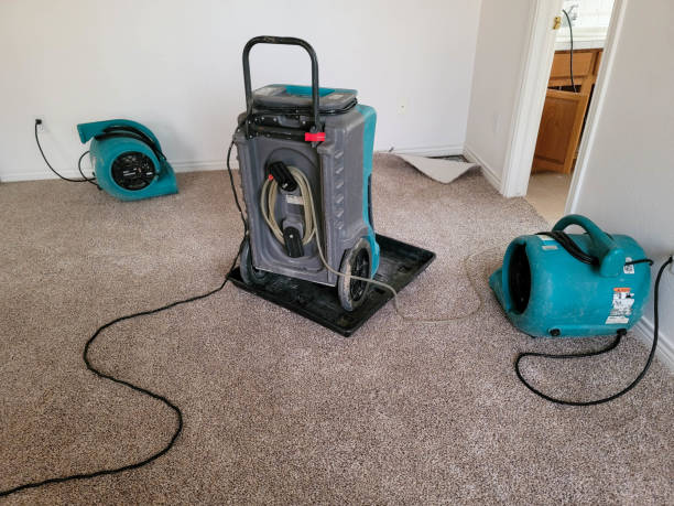 Best Professional water damage repair  in East Lake Orient Park, FL